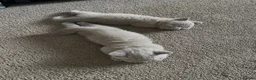 British Shorthair cats for sale: 🐾Beautiful British Shorthair Kittens🐾 - Advert 12
