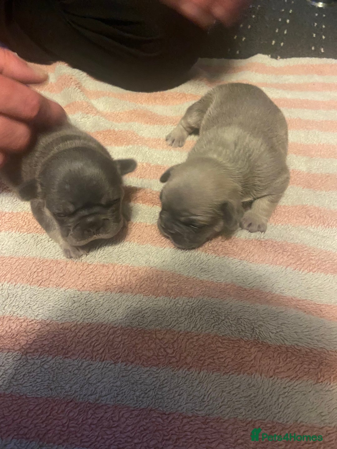 Mixed Breed dogs for sale: French bulldog/English bulldog - Advert 9