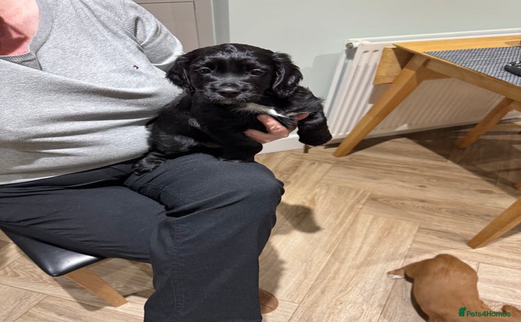 Cocker Spaniel dogs - Advert 16