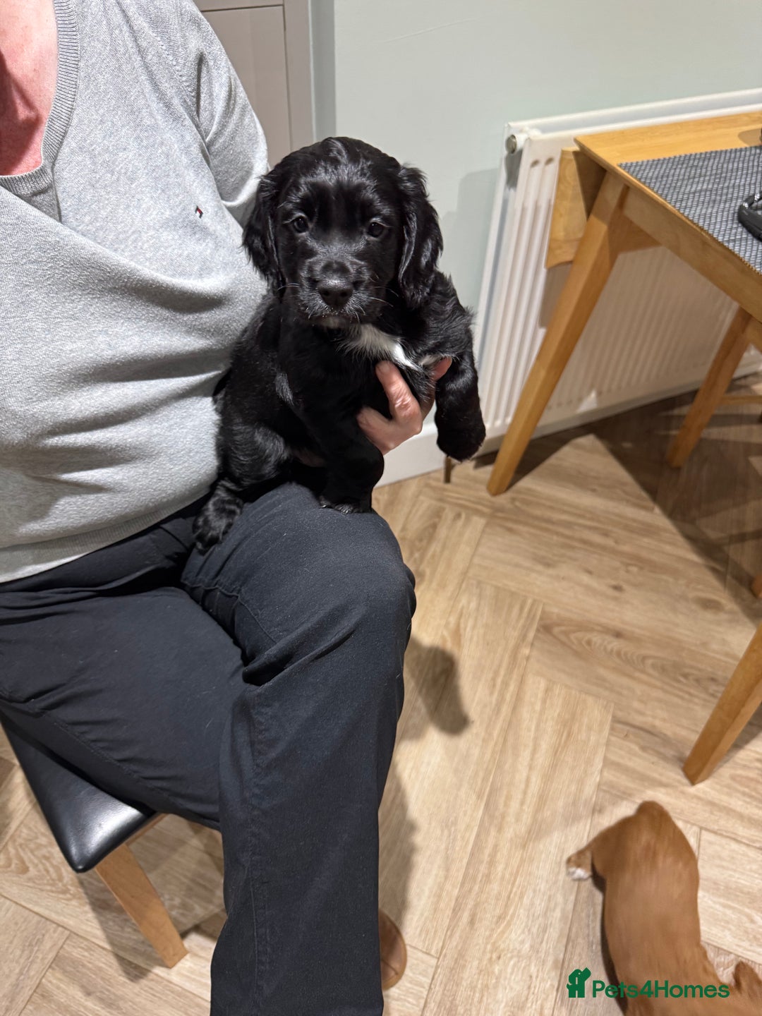 Cocker Spaniel dogs for sale: Cocker Spaniel Pups - Image 1