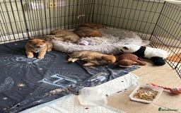Japanese Shiba Inu dogs for sale: KC Registered Japanese Shiba-Inus  - Image 27