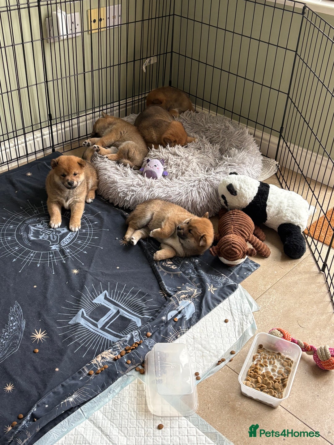 Japanese Shiba Inu dogs for sale: KC Registered Japanese Shiba-Inus  - Image 27