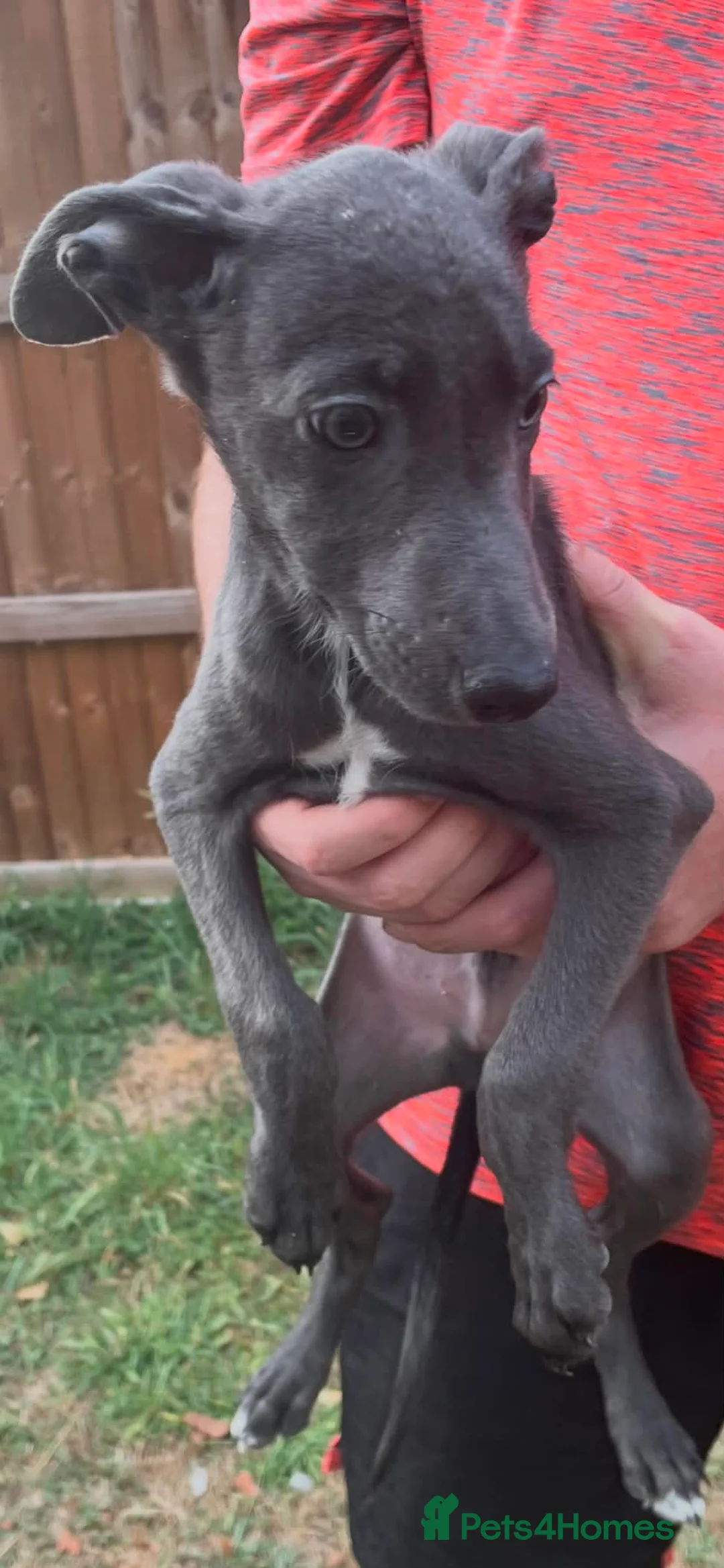 Lurcher dogs for sale: Blue puppy  - Advert 4