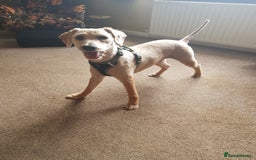 Mixed Breed dogs for sale: Brian - Image 1