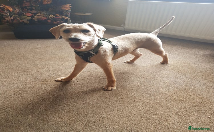 Mixed Breed dogs - Advert 12