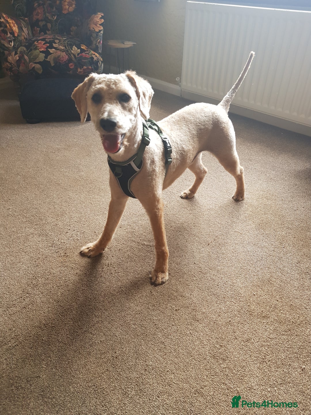 Mixed Breed dogs for sale: Brian - Image 1