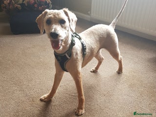 Mixed Breed dogs for sale - Advert 1