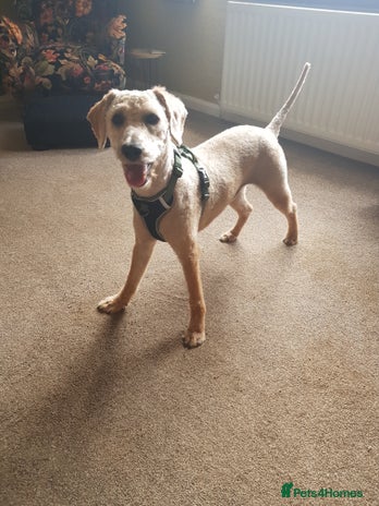 Mixed Breed dogs - Advert 2