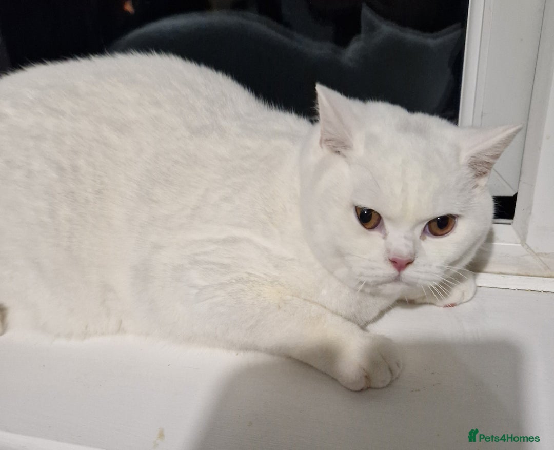 British Shorthair cats for sale: Stunning Pure White GCCF reg British Shorthair - Advert 3
