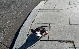 Mixed Breed dogs for sale: Jack Russel x border collie  - Image 3