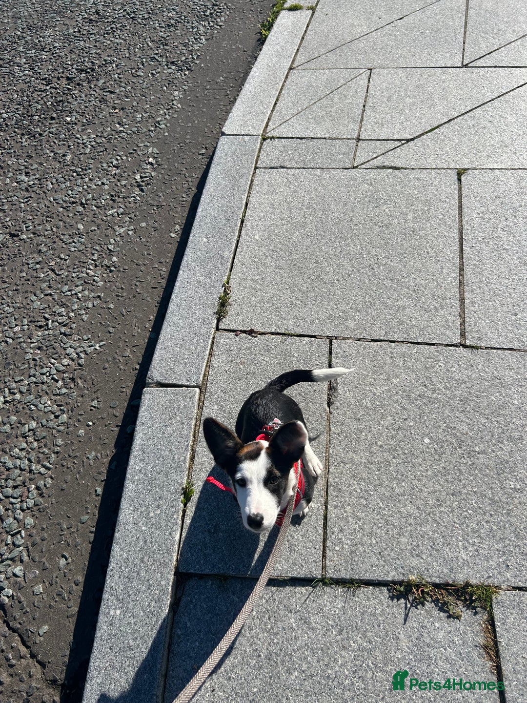 Mixed Breed dogs for sale: Jack Russel x border collie  - Image 3