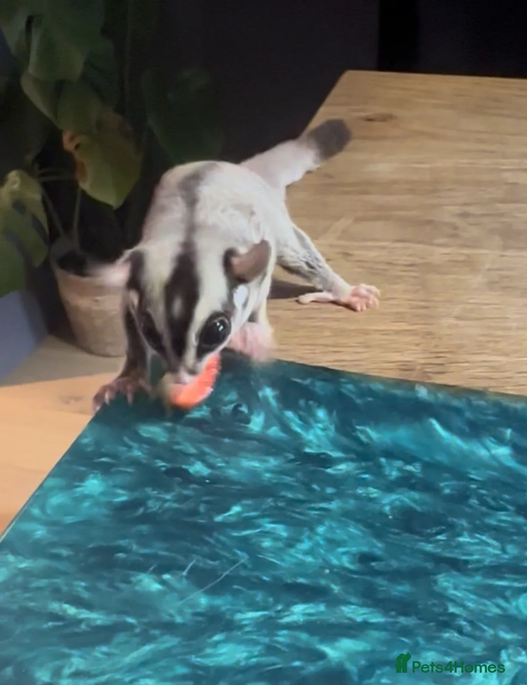 Sugar Glider rodents for sale: Sugar Glider Three Males plus Cage & Accessories - Advert 1