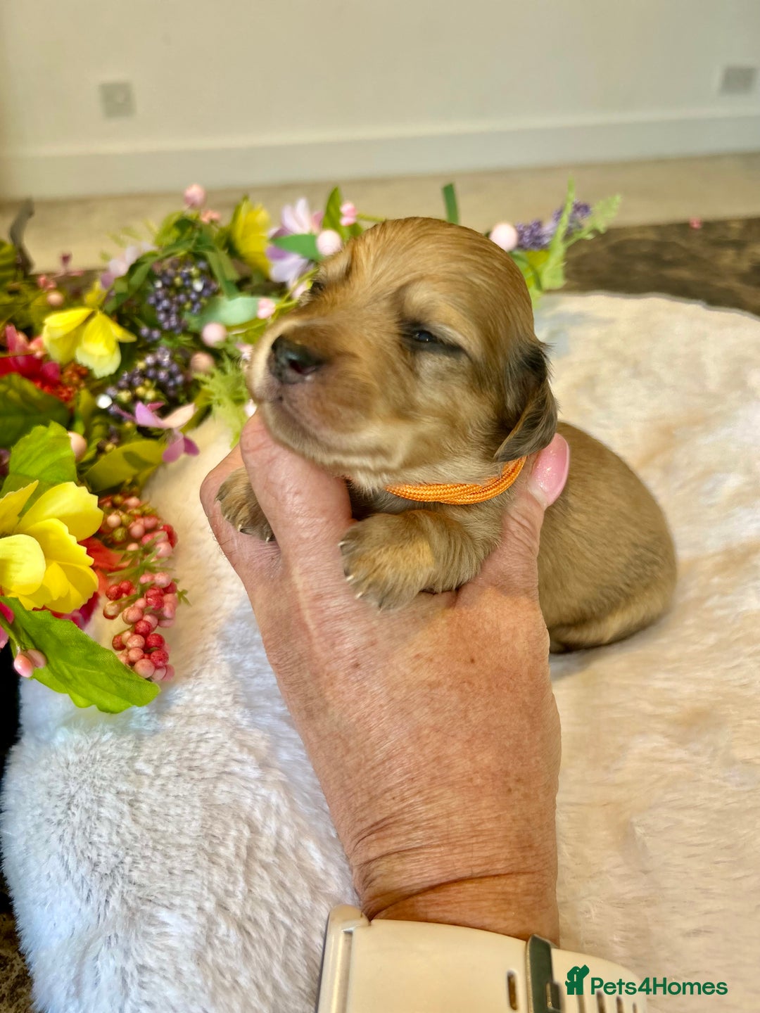 Miniature Dachshund dogs for sale: Cream Litter 5 Star Breeder ⭐️⭐️⭐️⭐️⭐️  - Image 9