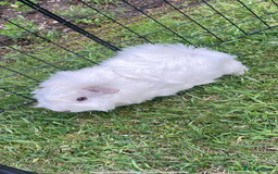 Guinea Pig rodents for sale: Abbysiann Guinea pigs x2 - Image 3