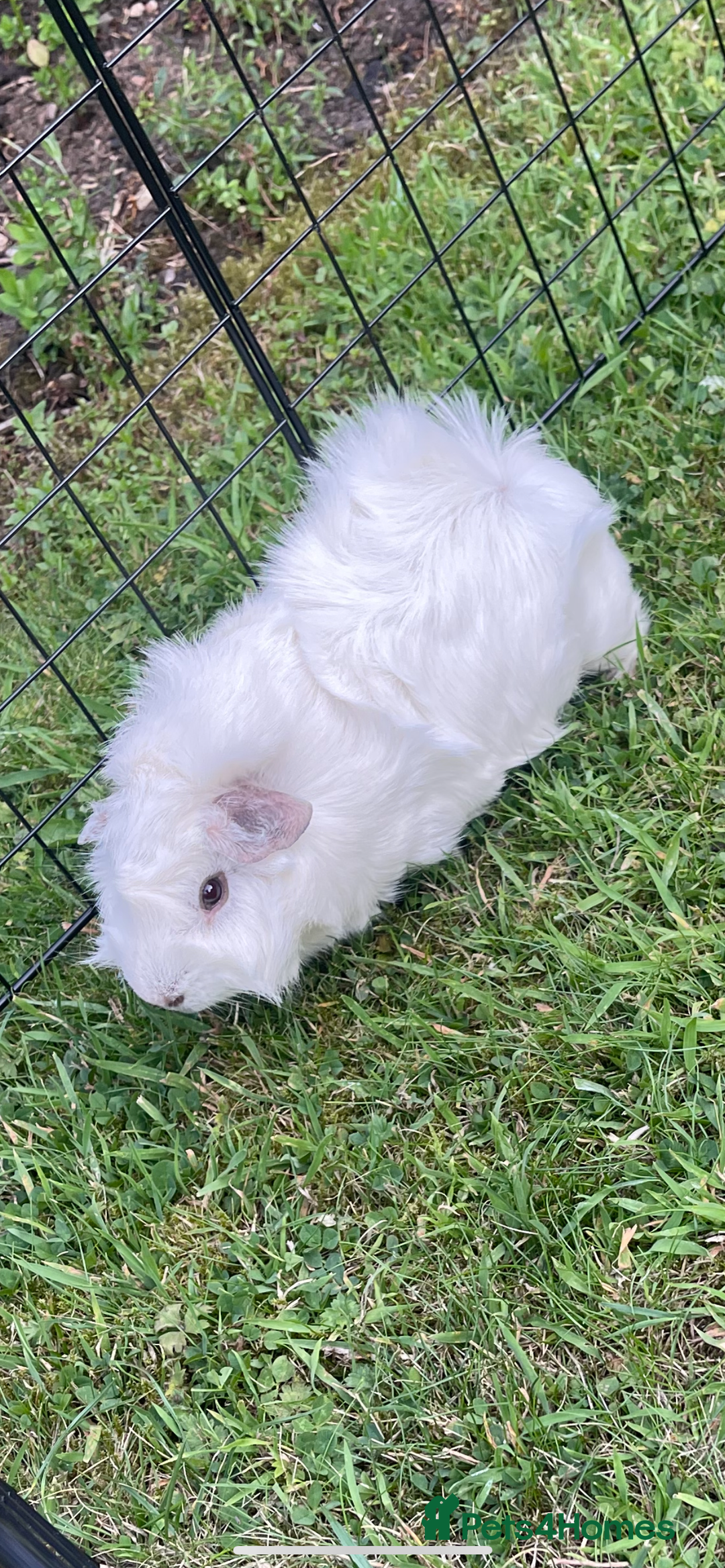 Guinea Pig rodents for sale: Abbysiann Guinea pigs x2 - Image 3