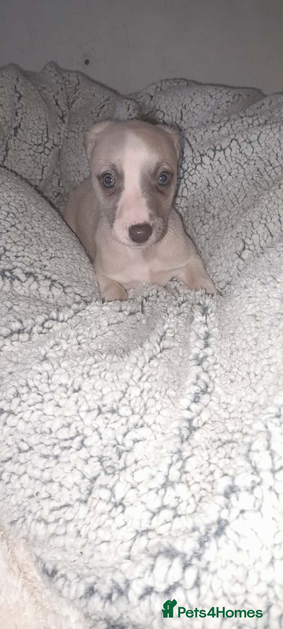 Whippet dogs Whippet pups 1 girl available  - Advert 7