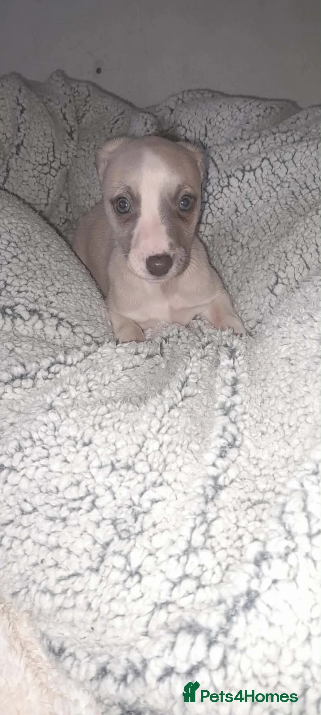 Whippet dogs for sale: Whippet pups 1 girl available  - Advert 1