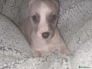 Whippet dogs Whippet pups 1 girl available - Advert 7