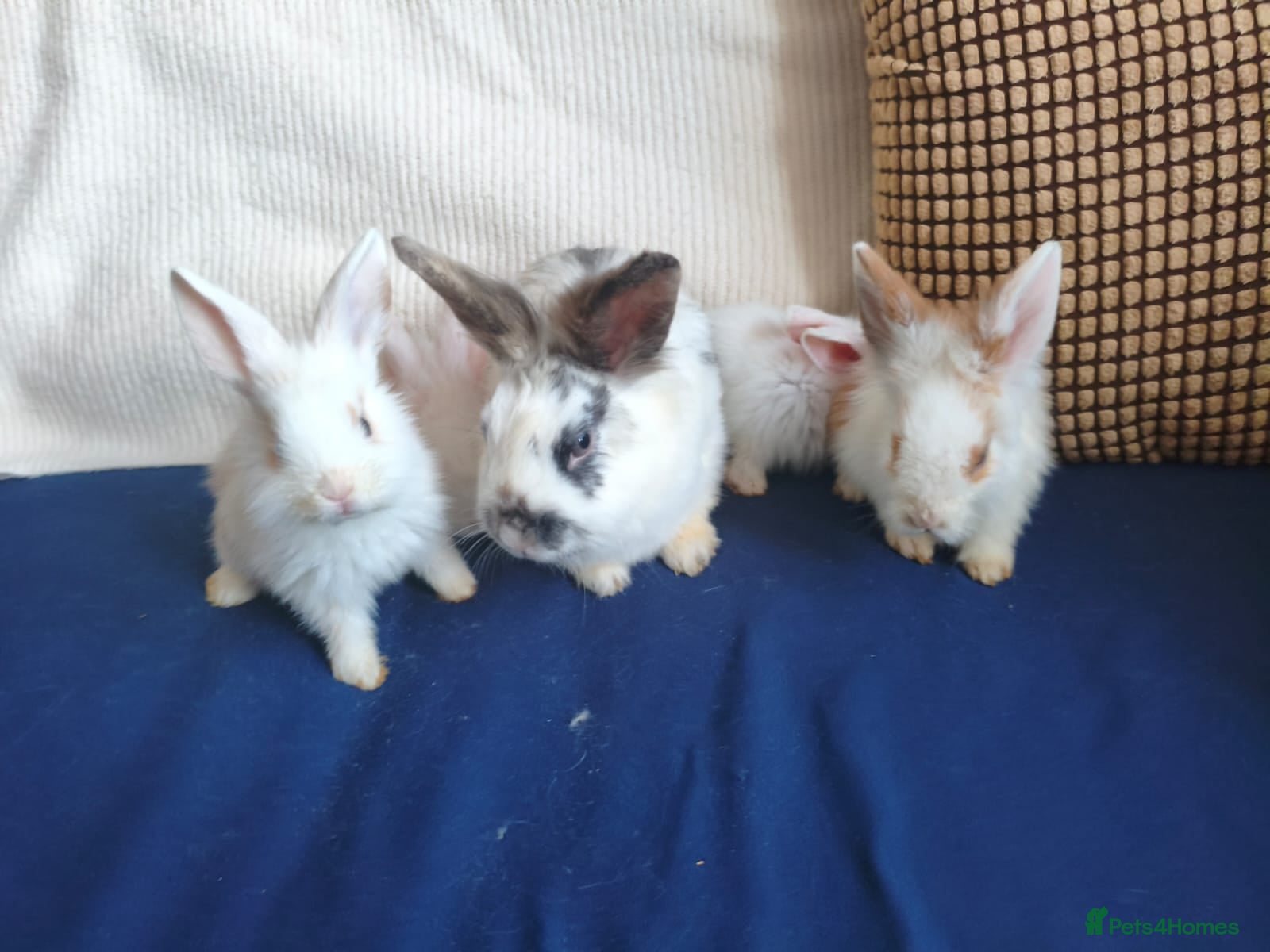 Mixed Breed rabbits CUTE FRIENDLY BUNNIES READY FOR FOREVER HOMES - Advert 2