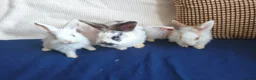 Mixed Breed rabbits for sale: CUTE FRIENDLY BUNNIES READY FOR FOREVER HOMES - Advert 1