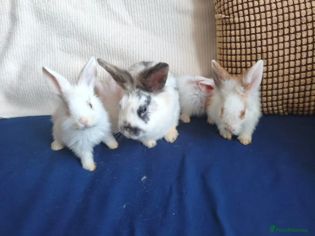 Mixed Breed rabbits for sale: CUTE FRIENDLY BUNNIES READY FOR FOREVER HOMES - Advert 1