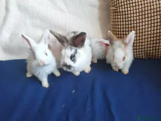 Mixed Breed rabbits CUTE FRIENDLY BUNNIES READY FOR FOREVER HOMES - Advert 2