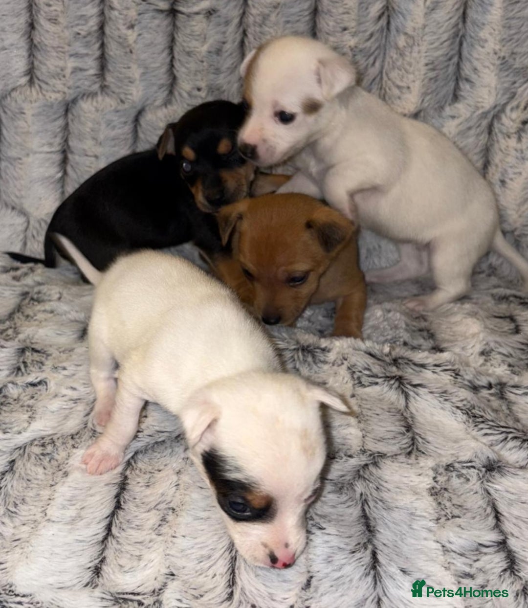 Jack Russell dogs for sale: Miniature jack Russell puppies - Advert 3