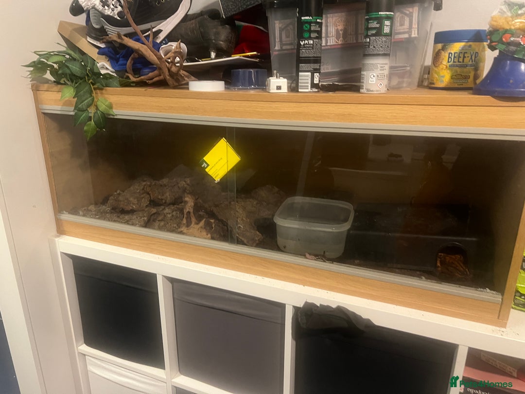 Boa Snake reptiles for sale: Brazilian rainbow boa with full set up - Advert 3