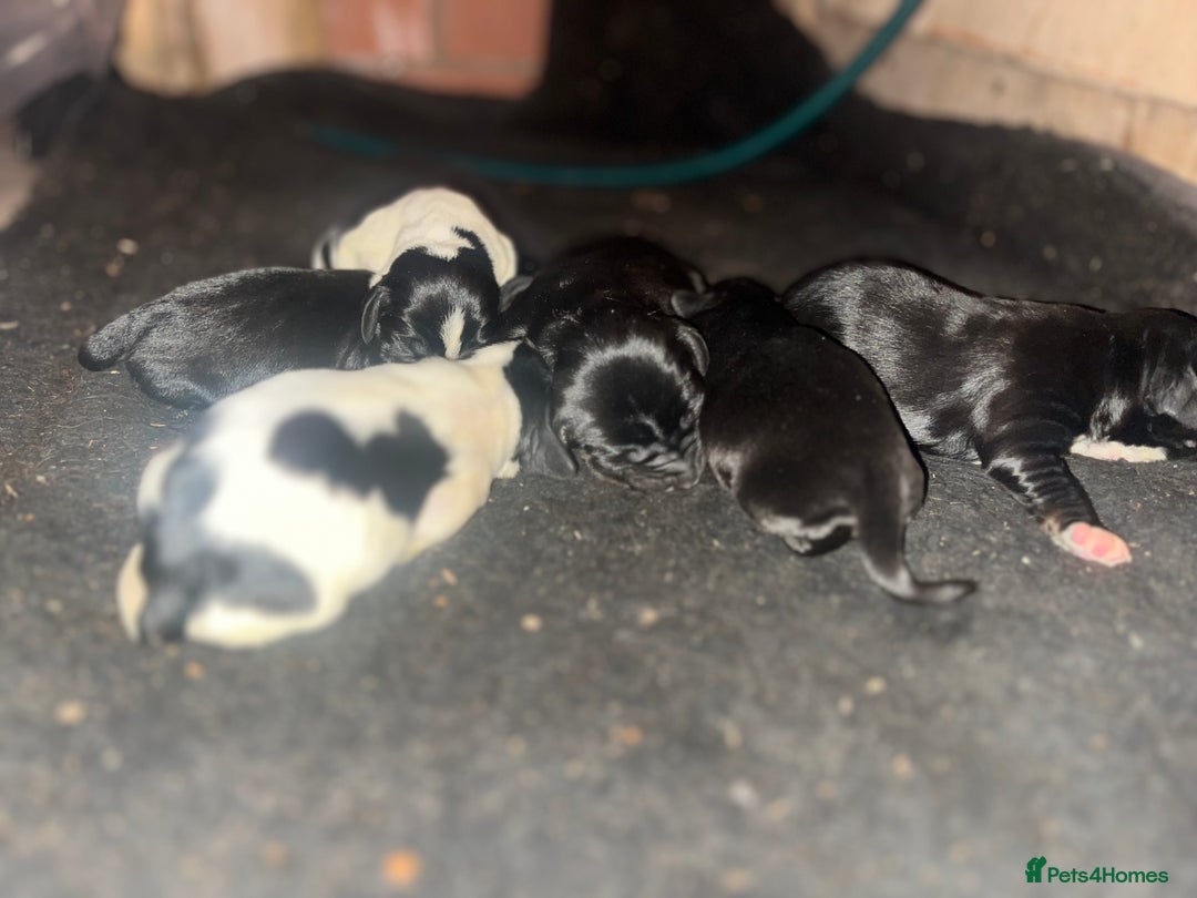 Cockalier dogs for sale: ‼️‼️Best ** grift ever‼️‼️ - Image 8