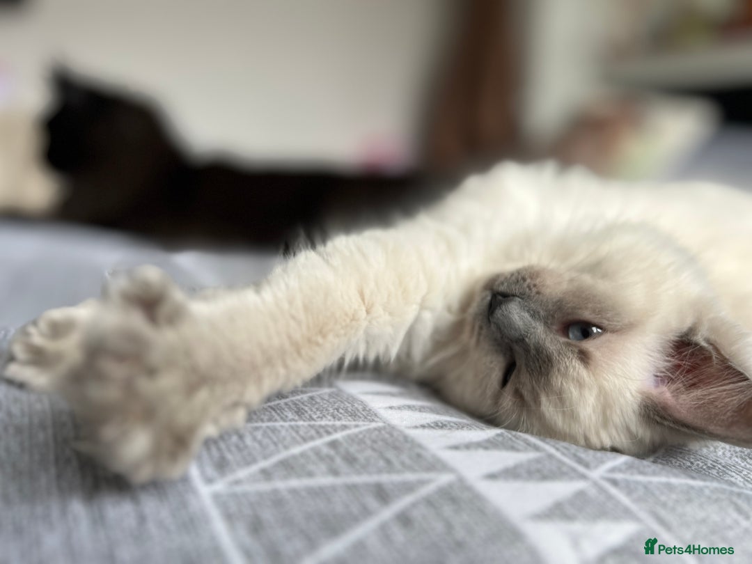 Mixed Breed cats for sale: Ragdoll mix girl needs new home - Advert 11