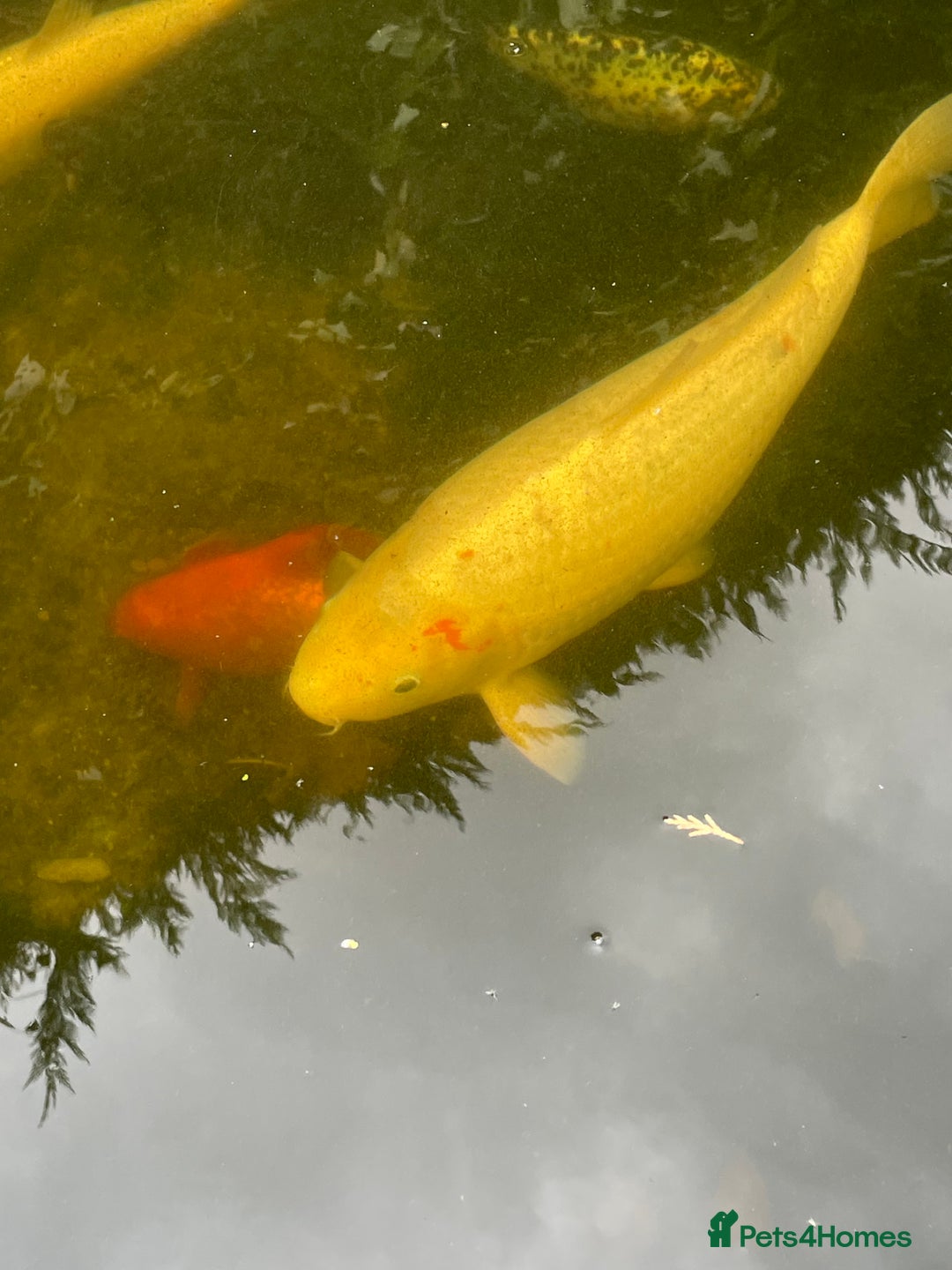 Koi Carp fish for sale: Koi Carp for Sale (rehoming due to baby and dog)  - Advert 37