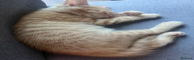 Mixed Breed 2