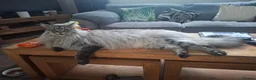 Maine Coon cats for sale: 2 year old Maine coon male cat in Kelty - Advert 8