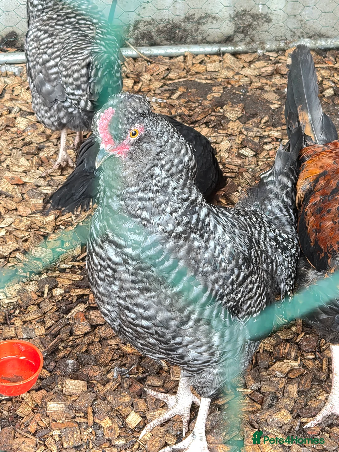 Chickens poultry for sale: Barran rock roo - Advert 1