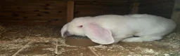French Lop rabbits for sale: REW French lop buck *read ad* - Advert 5