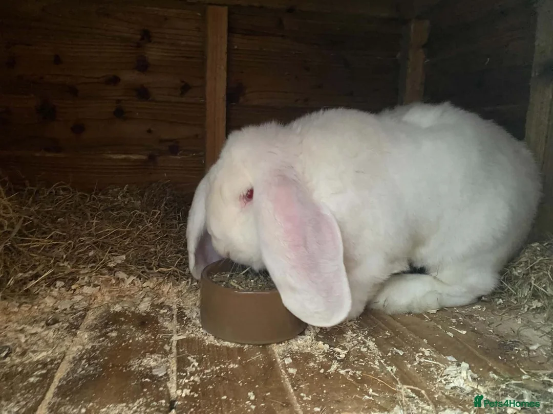 French Lop rabbits for sale: REW French lop buck *read ad* - Advert 5