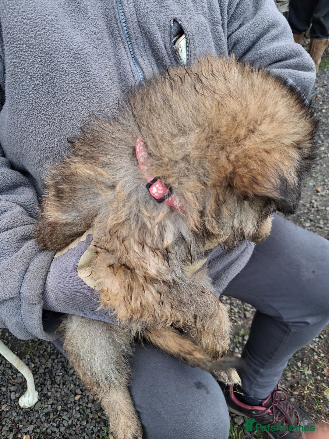 German Shepherd dogs for sale: Super litter of fully registered gsd pups - Advert 11