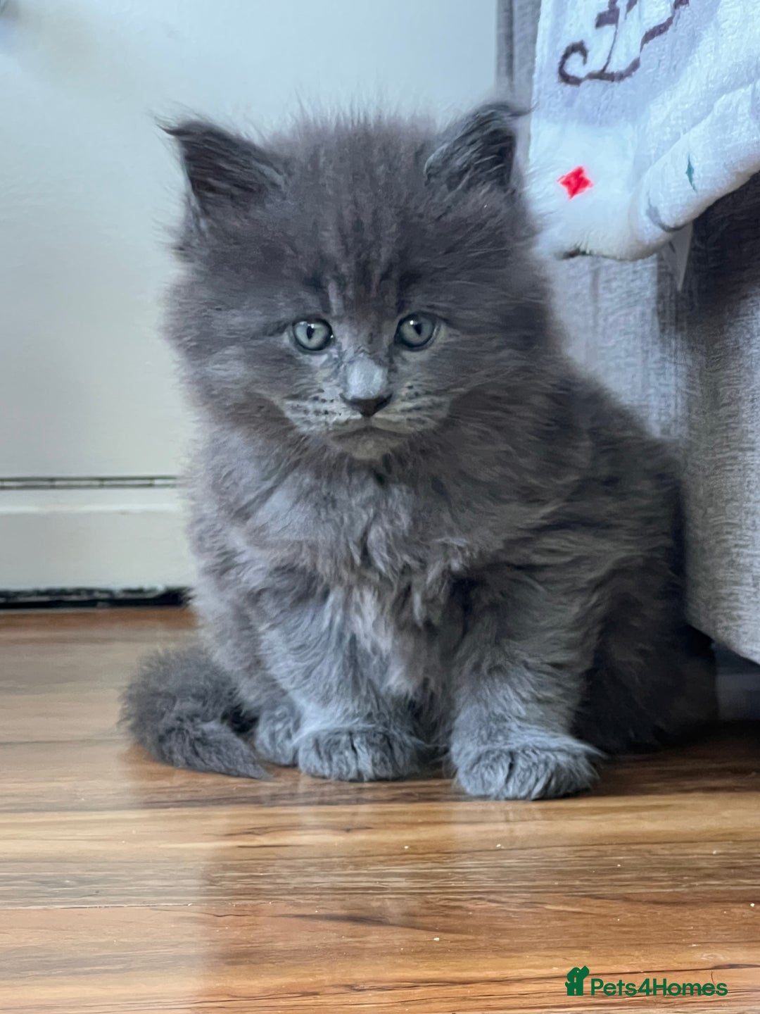 Maine Coon cats for sale: Maine coon kitten for sale - Advert 4