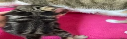 Mixed Breed cats for sale: Kittens : Ready to view  - Advert 2