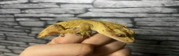 Gecko reptiles for sale: Male and female crested geckos for new home  in Blaydon-on-Tyne - Advert 1