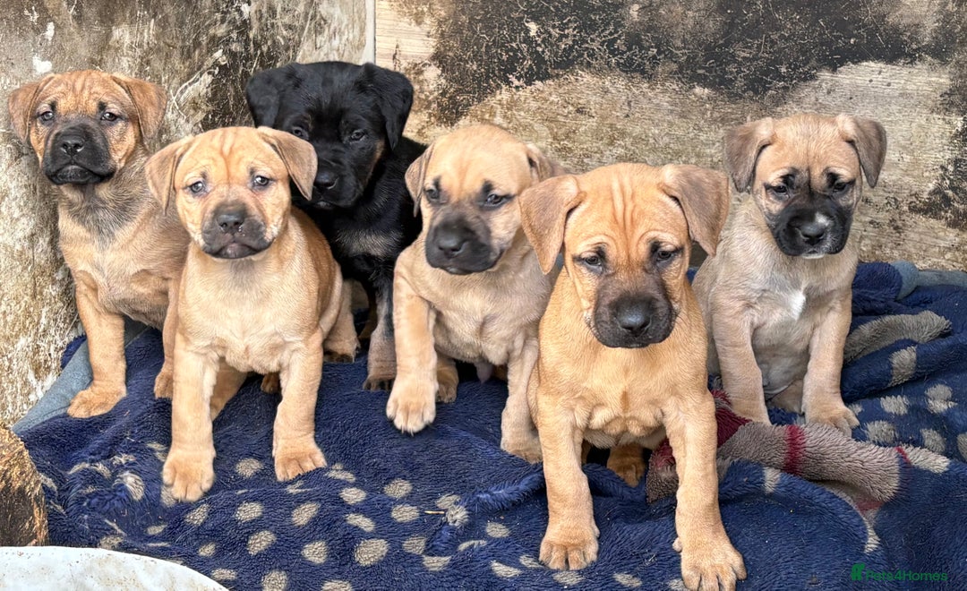 Rottweiler dogs for sale: Rottweiler × Black Mouth Cur  - Image 4