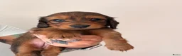 Miniature Dachshund dogs for sale: 🐾 Beautiful Miniature Dachshund Puppies 🐾  - Advert 10