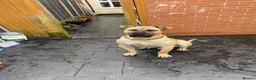 Presa Canario dogs for stud: MALE CANARY MASTIFF BRUCE THE PRESA (THE TANK) in Wolverhampton - Advert 2