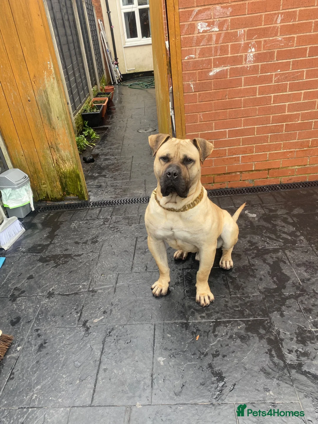 Presa Canario dogs for stud: MALE CANARY MASTIFF BRUCE THE PRESA (THE TANK) in Wolverhampton - Advert 2