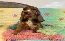 Cocker Spaniel dogs for sale: Beautiful cocker spaniels DNA clear  - Image 15