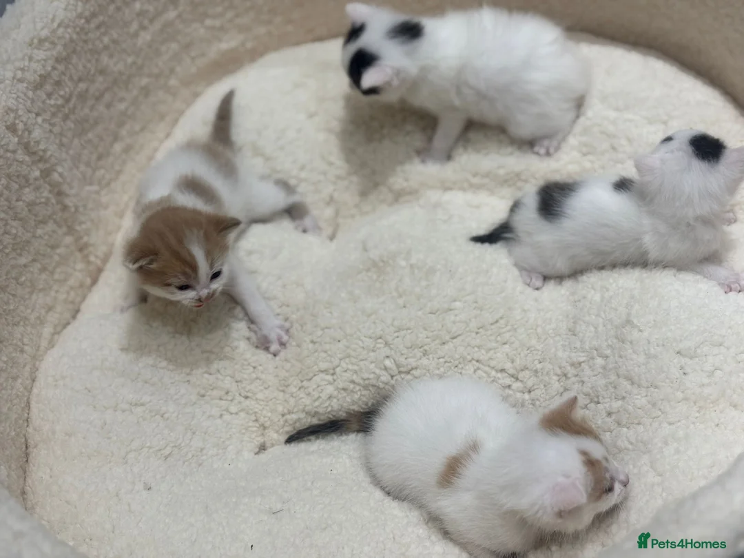 Mixed Breed cats for sale: Kittens for sale  - Advert 2