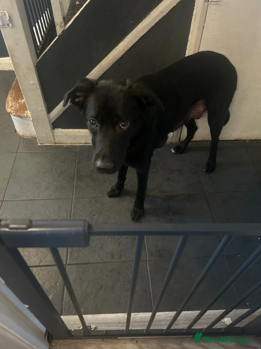 Sheprador dogs for sale: Labrador x German shepherd  in Penarth - Advert 1