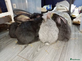 Continental Giant rabbits German Giants(continental giant rabbits) - Advert 10