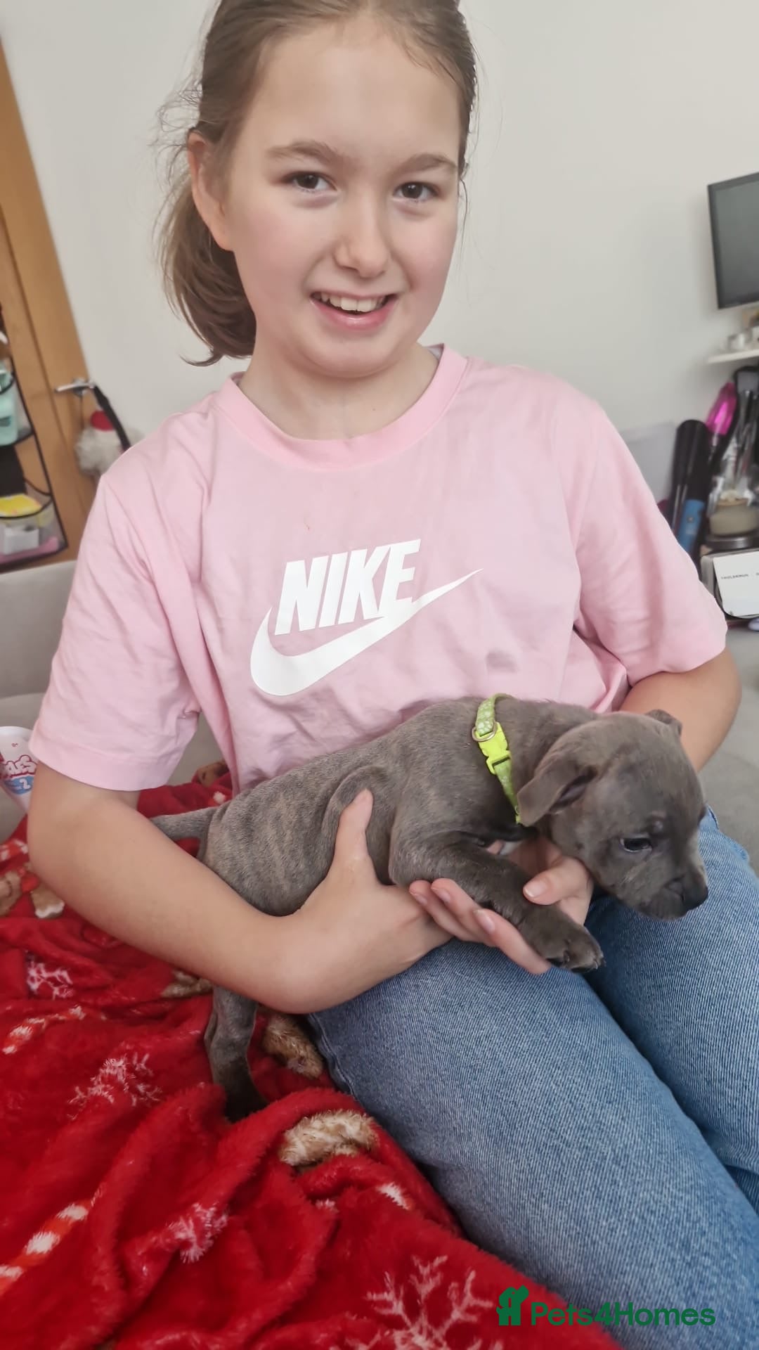 Staffordshire Bull Terrier dogs for sale: KC & DNA tested Staffordshire Bull Terrier Puppies - Advert 2