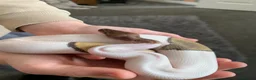 Python Snake reptiles for sale: Mojave Pied Het Albino Ball Python - Advert 4